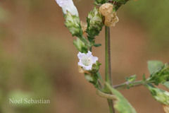 Strobilanthes neoaspera